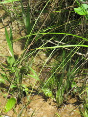 Xyris laxifolia iridifolia