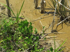 Eryngium integrifolium
