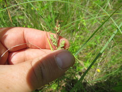Carex buxbaumii