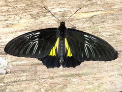 Troides rhadamantus