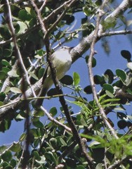 Stigmatura budytoides