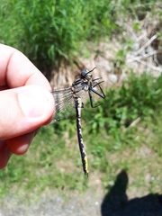 Arigomphus cornutus