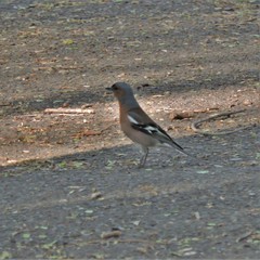 Fringilla coelebs