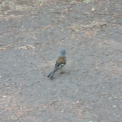 Fringilla coelebs