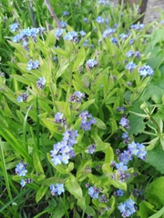 Myosotis sylvatica