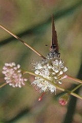 Callophrys augustinus