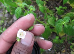 Klaprothia mentzelioides