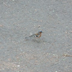 Fringilla coelebs