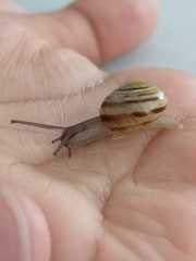 Cepaea hortensis