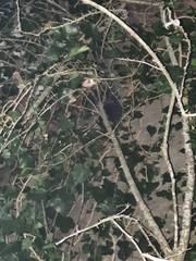 Didelphis albiventris