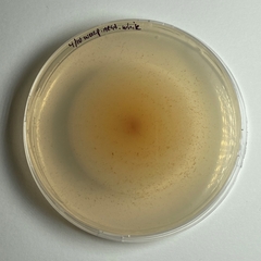Robillarda sessilis