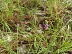 Dalea tenuis
