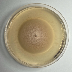 Robillarda sessilis