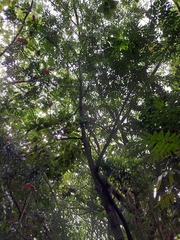 Diospyros kotoensis