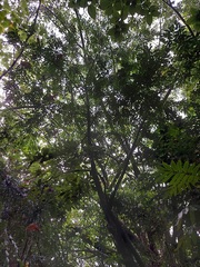 Diospyros kotoensis