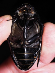 Hydrophilus aterrimus