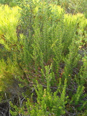 Cliffortia stricta