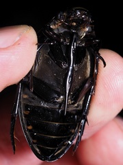 Hydrophilus aterrimus