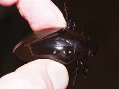 Hydrophilus aterrimus