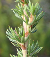 Cliffortia stricta