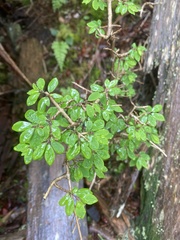 Lonicera kawakamii