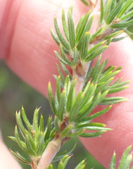 Cliffortia stricta