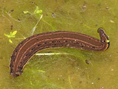 Hirudo medicinalis
