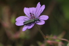 Oedemera