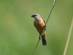 Sporophila hypoxantha