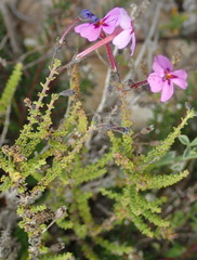 Jamesbrittenia calciphila