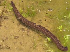 Hirudo medicinalis