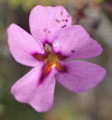 Jamesbrittenia calciphila