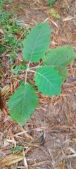 Solanum pseudolulo