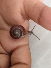 Cepaea hortensis