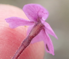 Jamesbrittenia calciphila