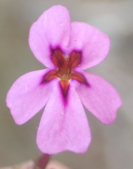 Jamesbrittenia calciphila