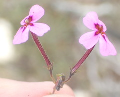 Jamesbrittenia calciphila