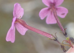 Jamesbrittenia calciphila