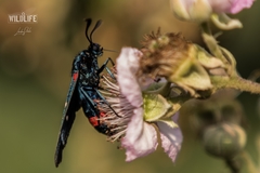 Zygaena ephialtes