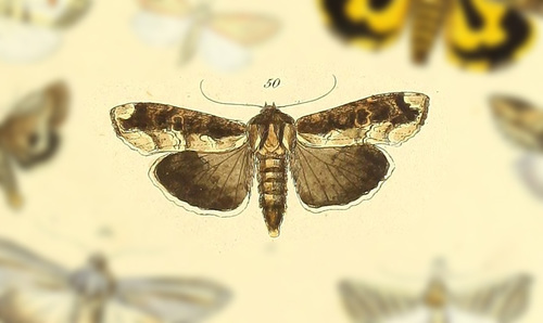 Orbed Narrow-wing Moth photo 3