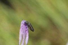 Oedemera