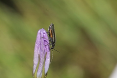 Oedemera