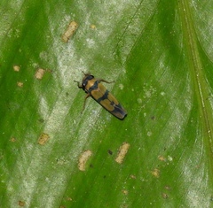 Oragua partitula