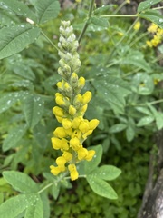 Sophoreae