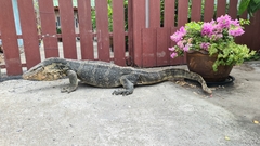 Varanus salvator macromaculatus