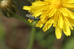 Oedemera