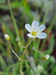 Eremogone procera