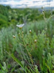 Eremogone procera