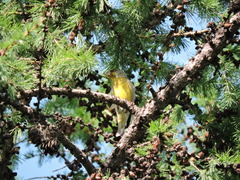 Chloris chloris