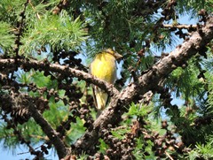 Chloris chloris